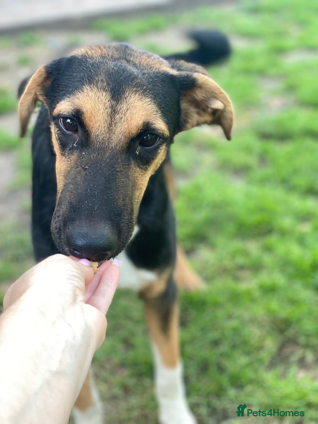 Mixed Breed dogs for adoption: 💙🐶 BRUNO 🐶💙 - Image 13