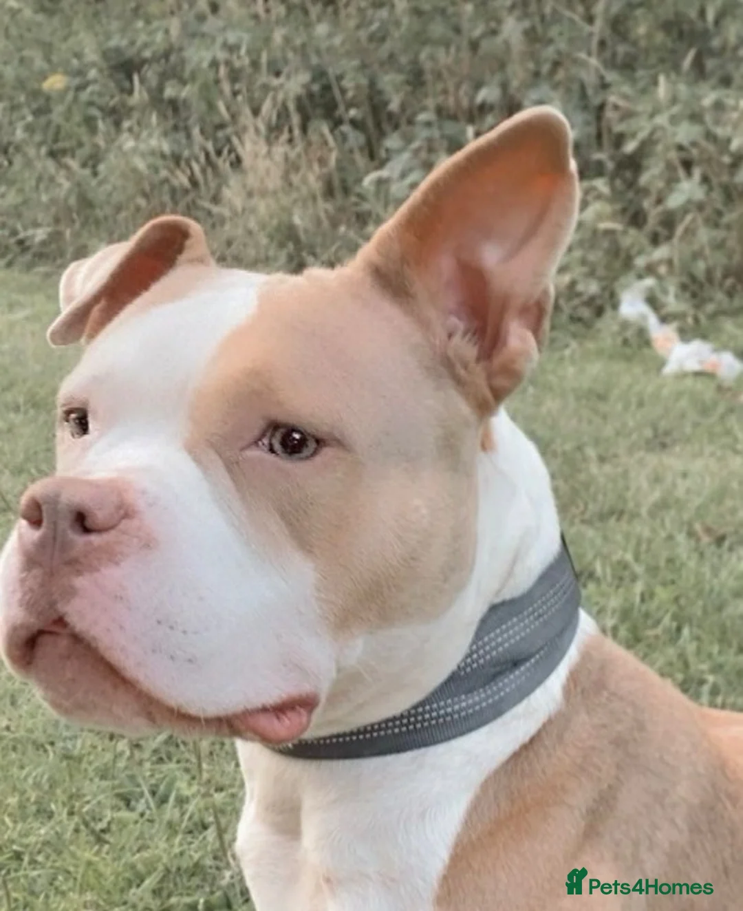 American Bully dogs for sale: American pocket bully in Stoke-on-Trent - Advert 2