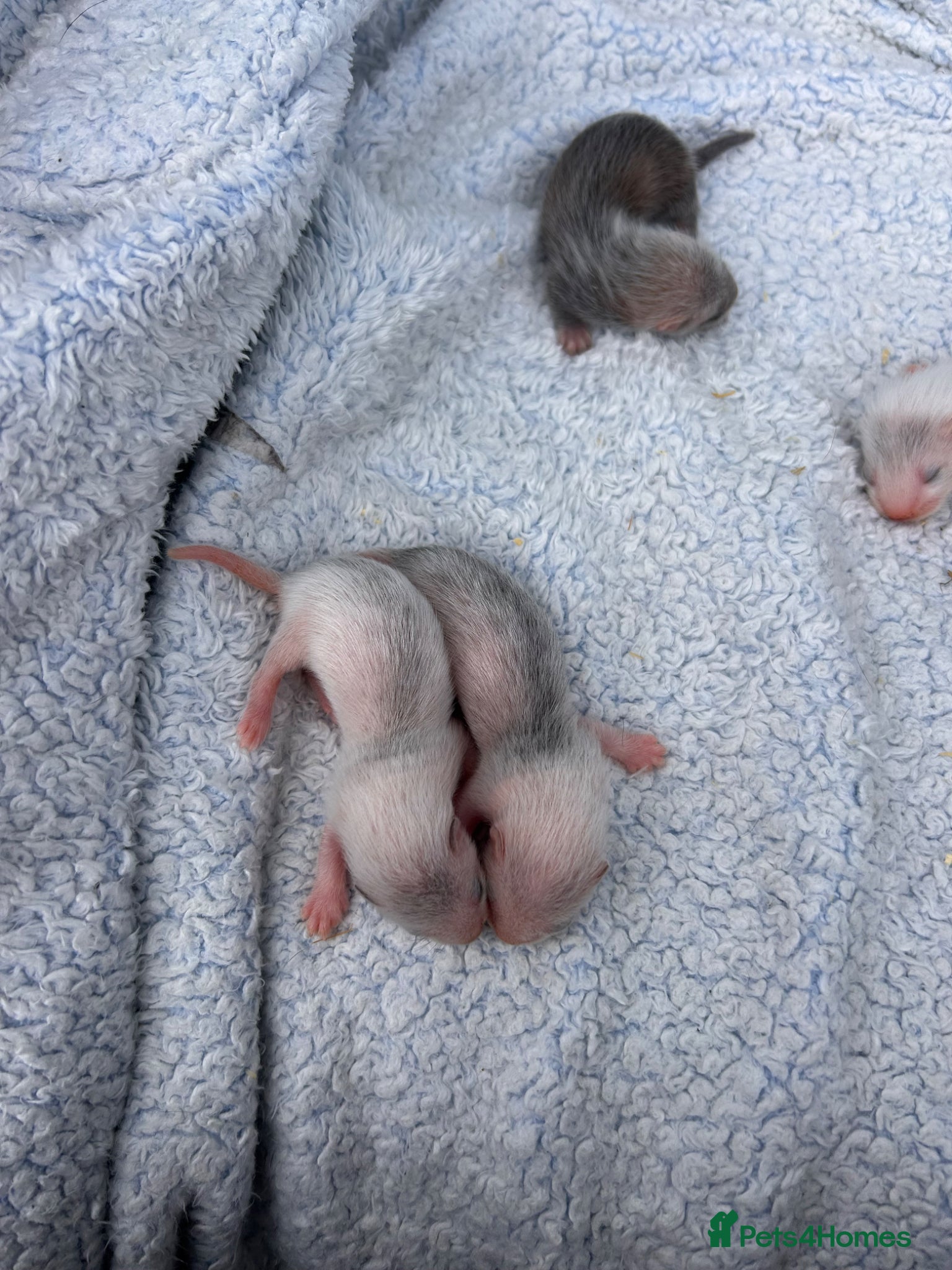 Ferret rodents for sale: Silver/marked semi angora ferrets.Ready in 4/5week - Advert 5