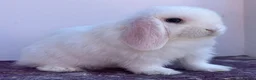 Mini Lop rabbits for sale: Blue eyed white buck - Advert 3
