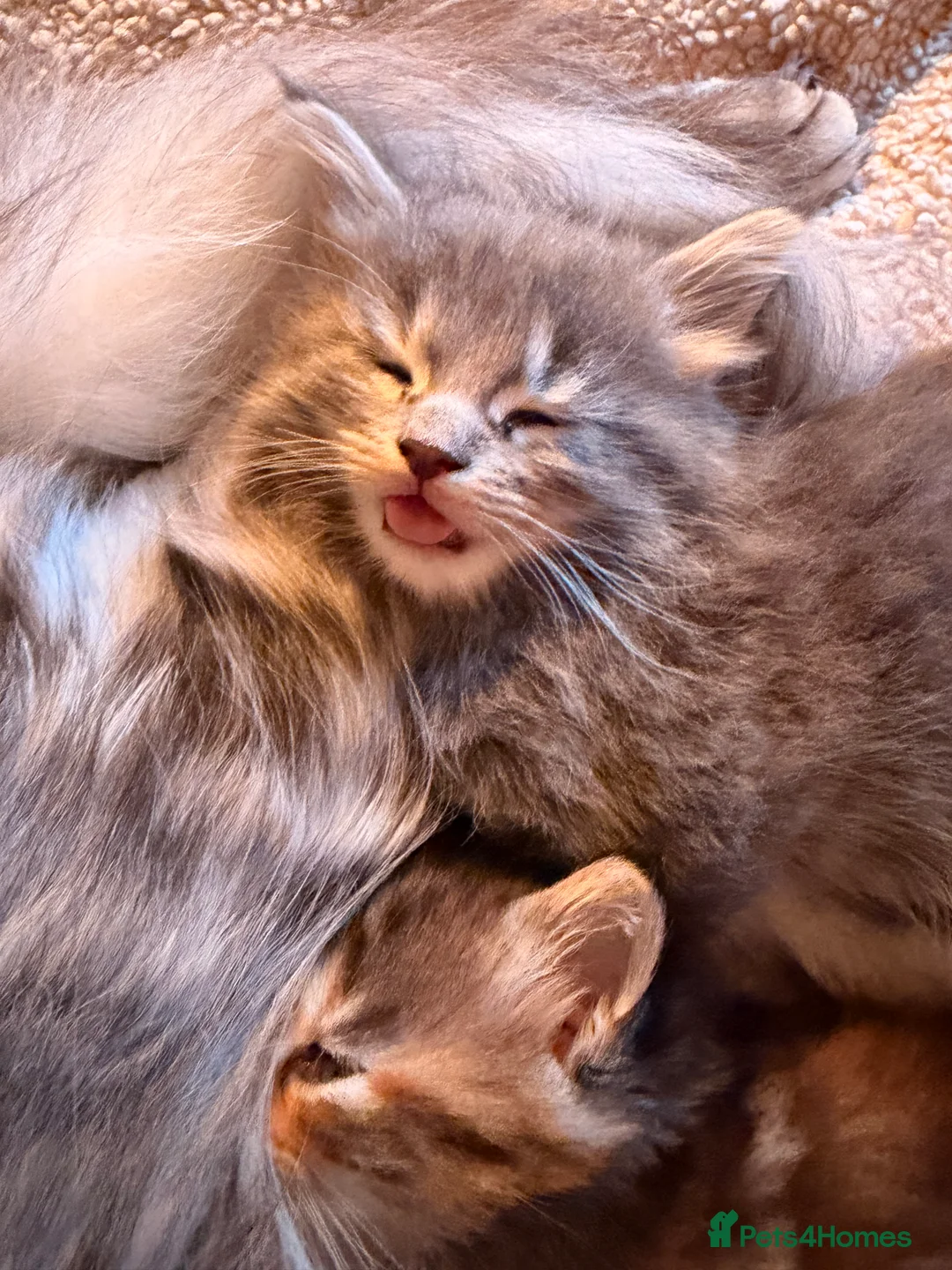 Maine Coon cats for sale: Maine coon kittens - Advert 40