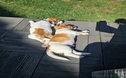 Jack Russell dogs for sale: Ladt puppy left - Image 9