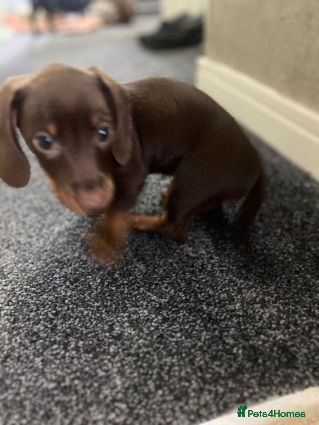 Miniature Dachshund dogs for sale: 3 Little Magical Miniature Dachshunds for Sale - Image 11