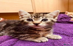 British Shorthair cats for sale: Adorable Kittens FOR SALLE  - Image 12