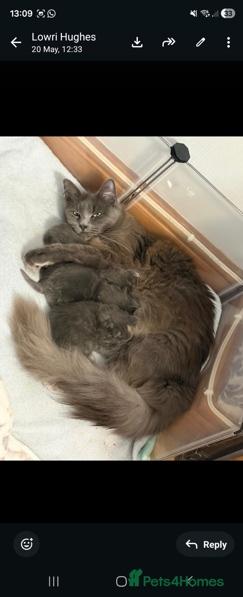 Maine Coon cats for sale: 1 male & 1 female maine coone kittens.  - Advert 8