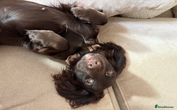 Cocker Spaniel dogs for sale: Cocker spaniel  - Advert 2