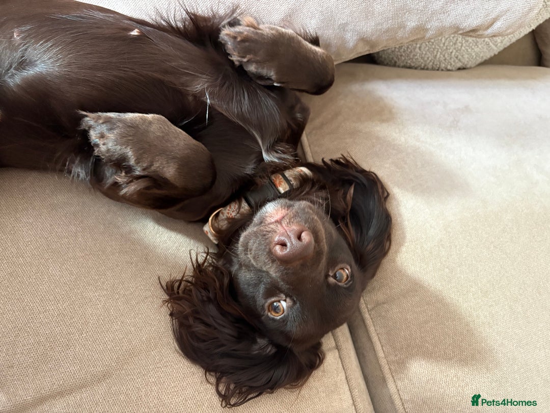 Cocker Spaniel dogs for sale: Cocker spaniel  - Advert 2