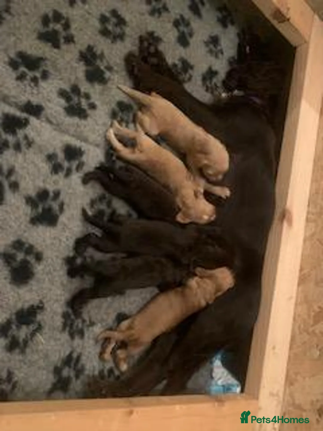 Cocker Spaniel dogs for sale: KC registered Working Cocker Spaniel Puppies - Advert 4