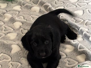 Cocker Spaniel dogs - Advert 31