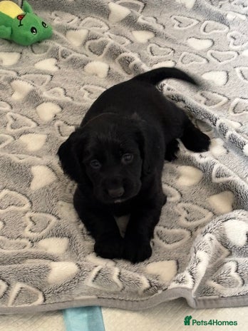 Cocker Spaniel dogs - Advert 2