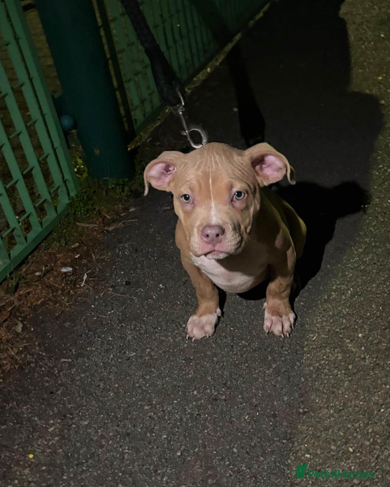American Bully dogs Quality pocket bullies last ones remaining❤️ - Advert 9