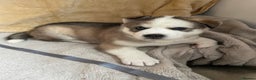 Siberian Husky dogs for sale: Siberian Husky Puppies  - Advert 15