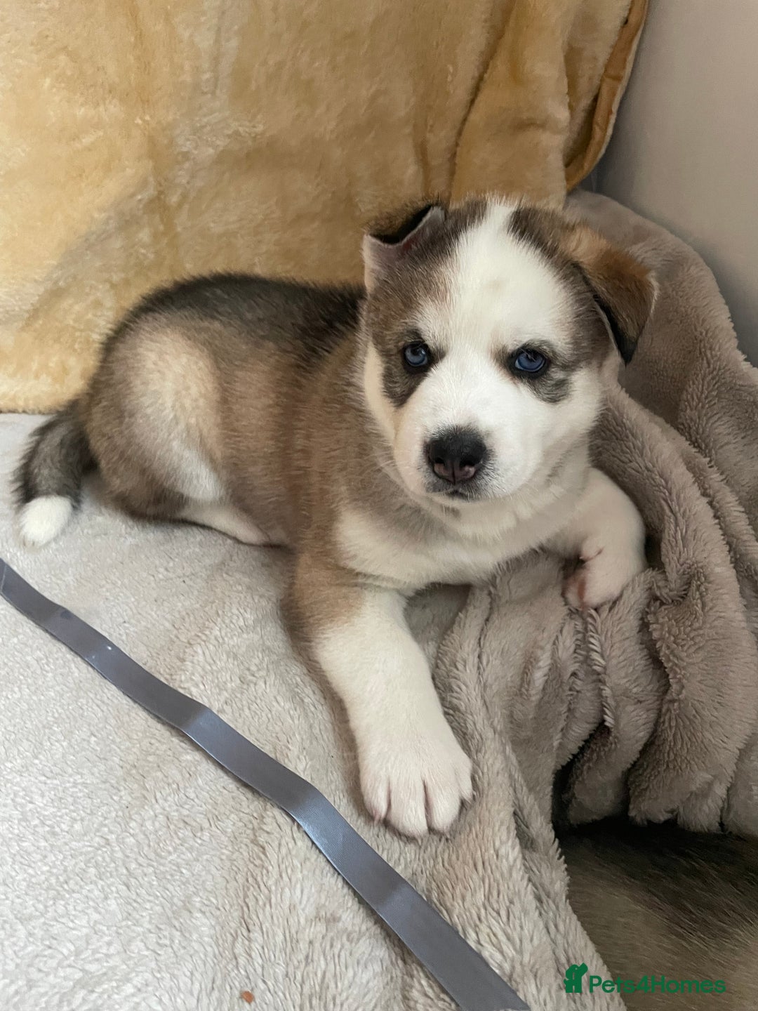 Siberian Husky dogs for sale: Siberian Husky Puppies  - Advert 15