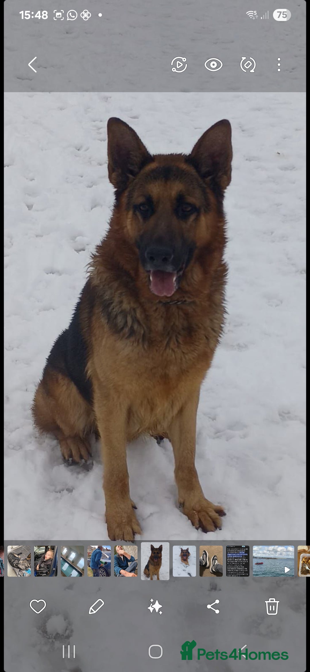 German Shepherd dogs for sale: Beautiful German shepherd pups - Advert 2