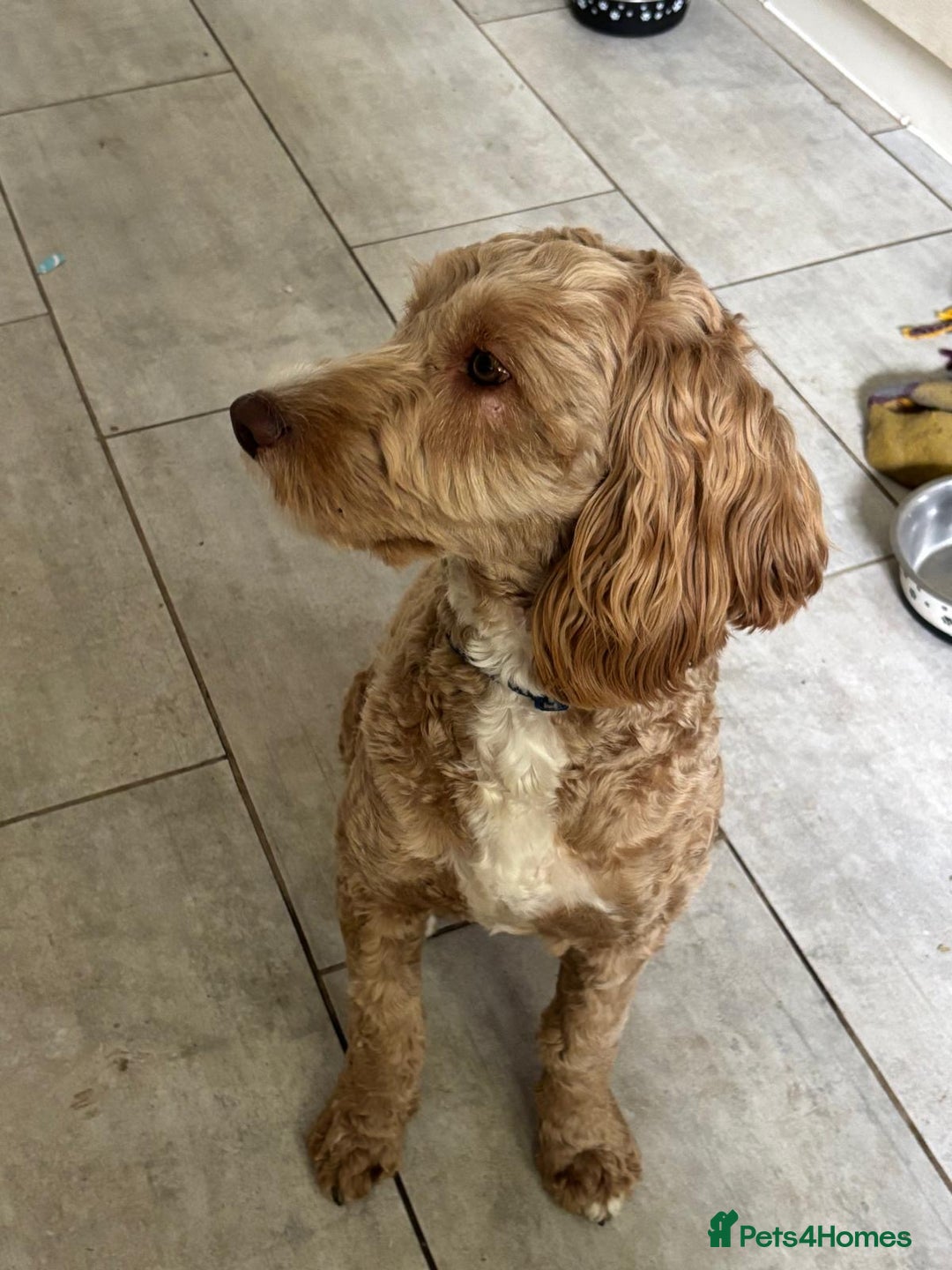 Cockapoo dogs for sale: Sad sale blonde and white male cockapoo - Image 2