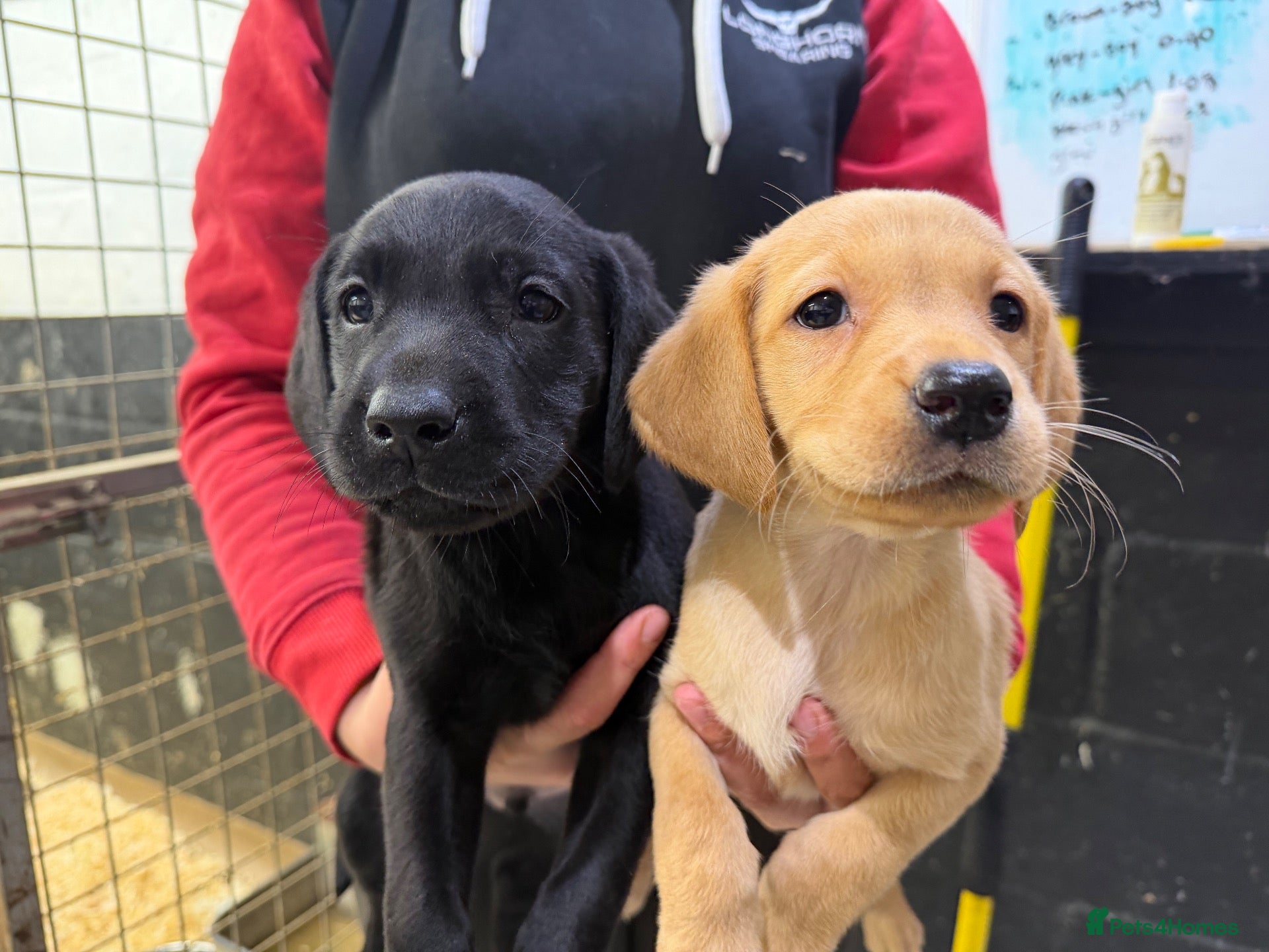 Labrador Retriever dogs Labrador pups  - Advert 1