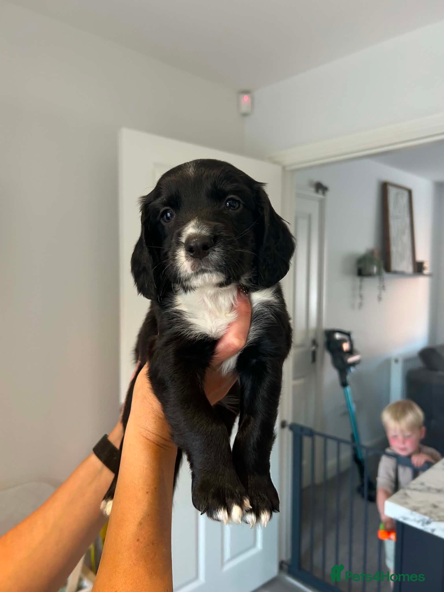 Sprocker dogs ✨ Sprocker Spaniel Puppies ✨ Ready to Leave now! - Advert 15