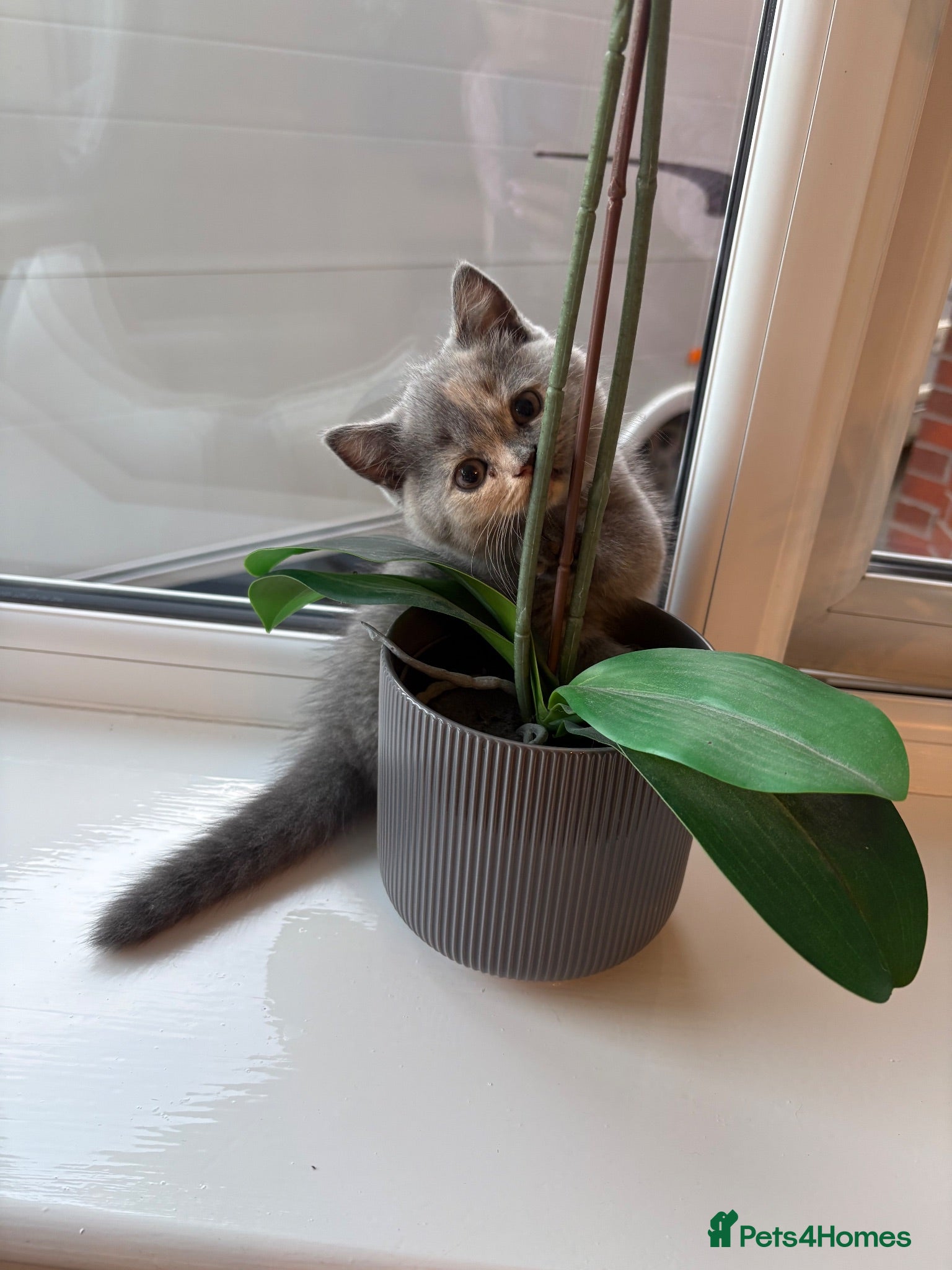 British Shorthair cats 7 beautiful gccf reg -British short hair kittens  - Advert 5