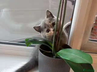 British Shorthair cats 7 beautiful gccf reg -British short hair kittens - Advert 5