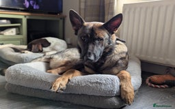 German Shepherd dogs for sale: German Shepherd working line boy - Image 2