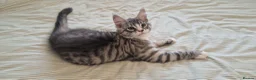 Maine Coon cats for sale: Last remaining Full Pedigree maine coon kittens  - Advert 19