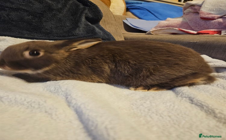 Netherland Dwarf rabbits - Advert 4
