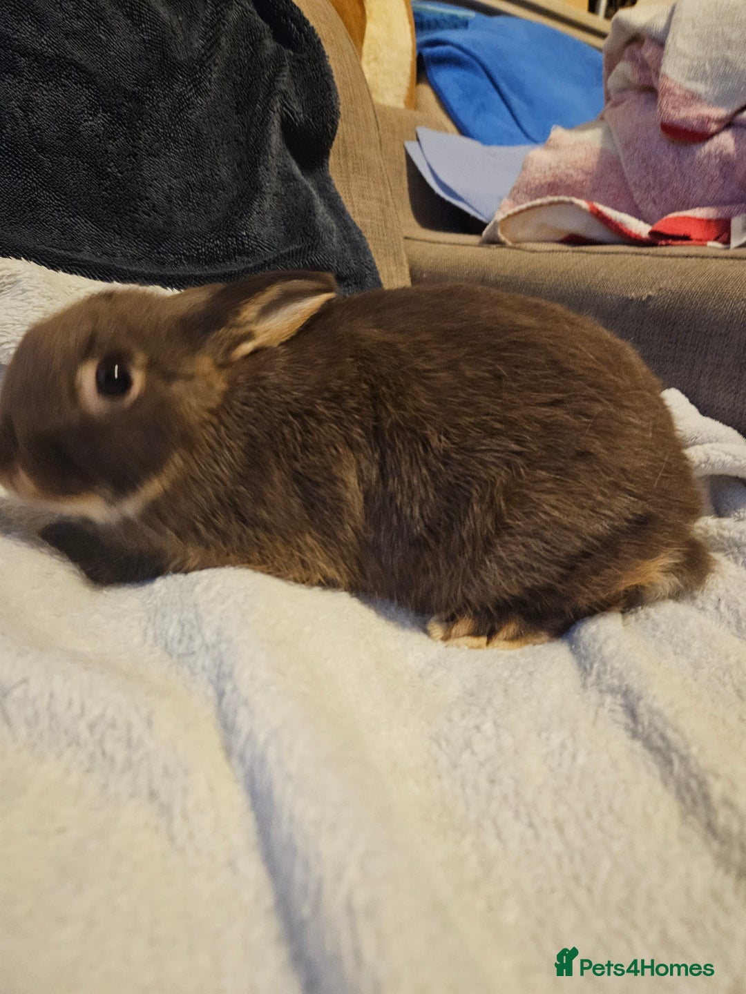 Netherland Dwarf rabbits for sale: Chocolate Otter boy - Image 1