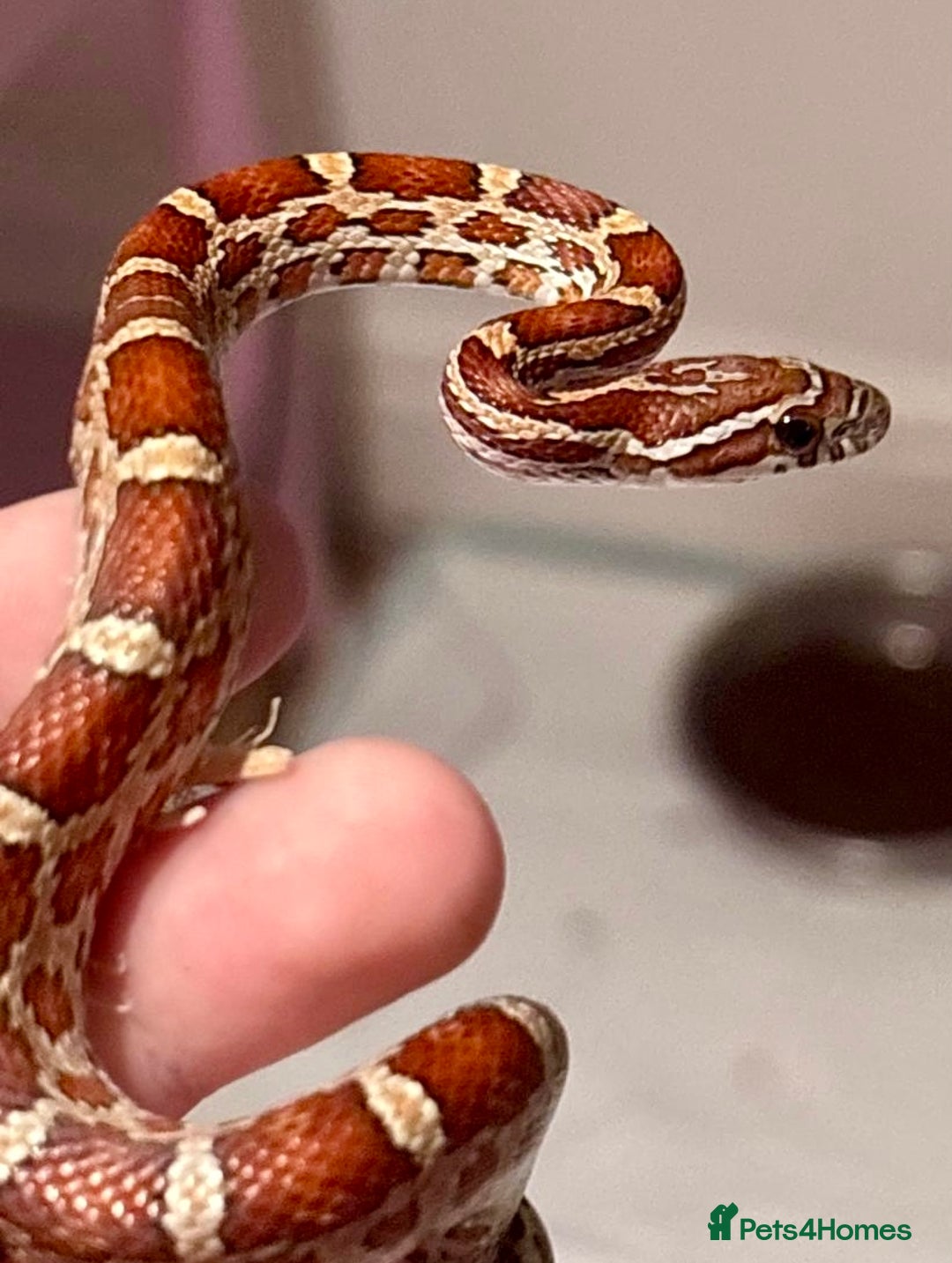 Corn Snake reptiles for sale: Cornsnakes - Advert 2