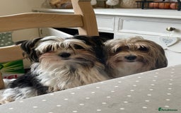 Biewer Terrier dogs for sale: Beautiful Biewer Terrier Pups - Image 9