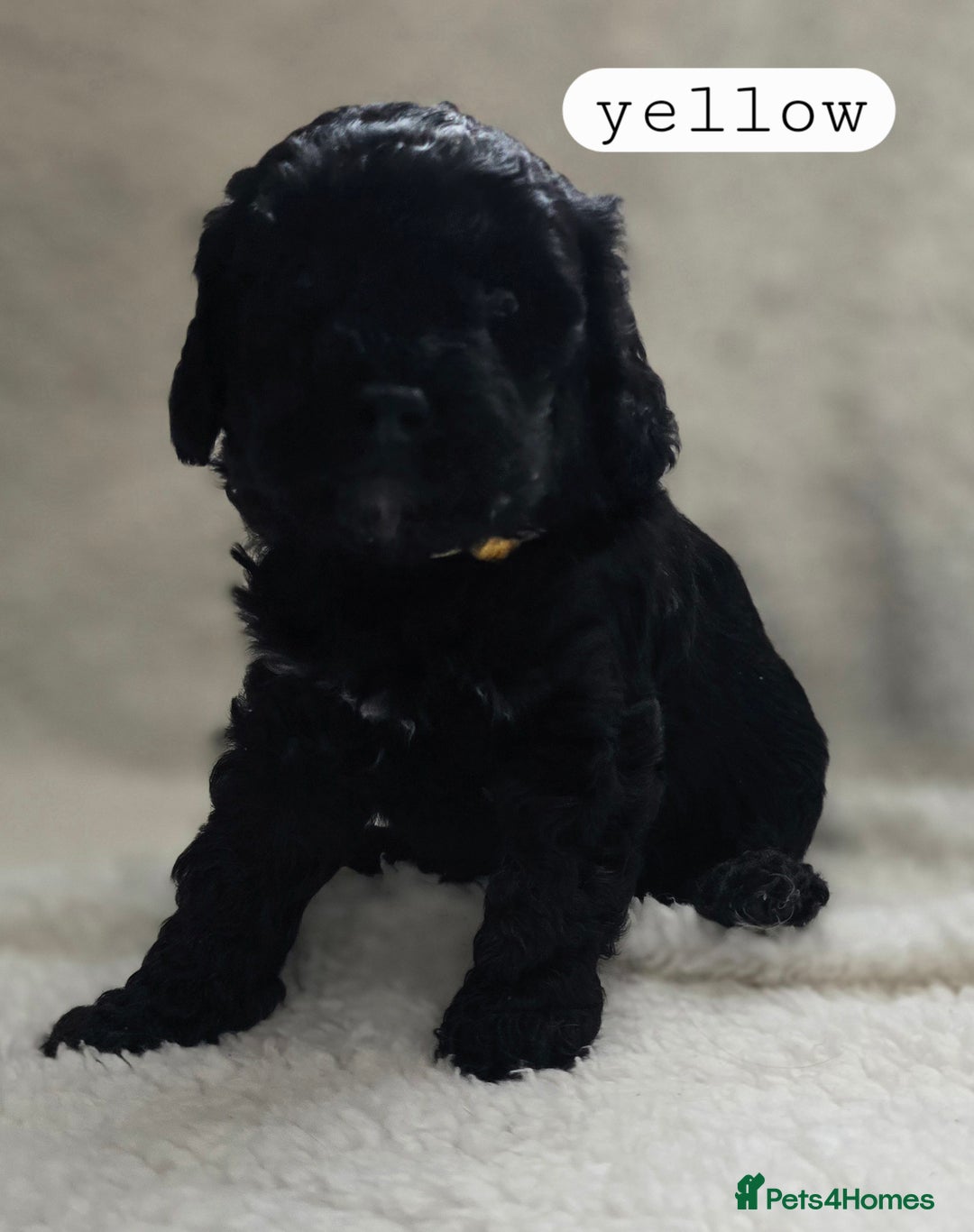 Toy Poodle dogs for sale: BEAUTIFUL TOY POODLES - Image 16