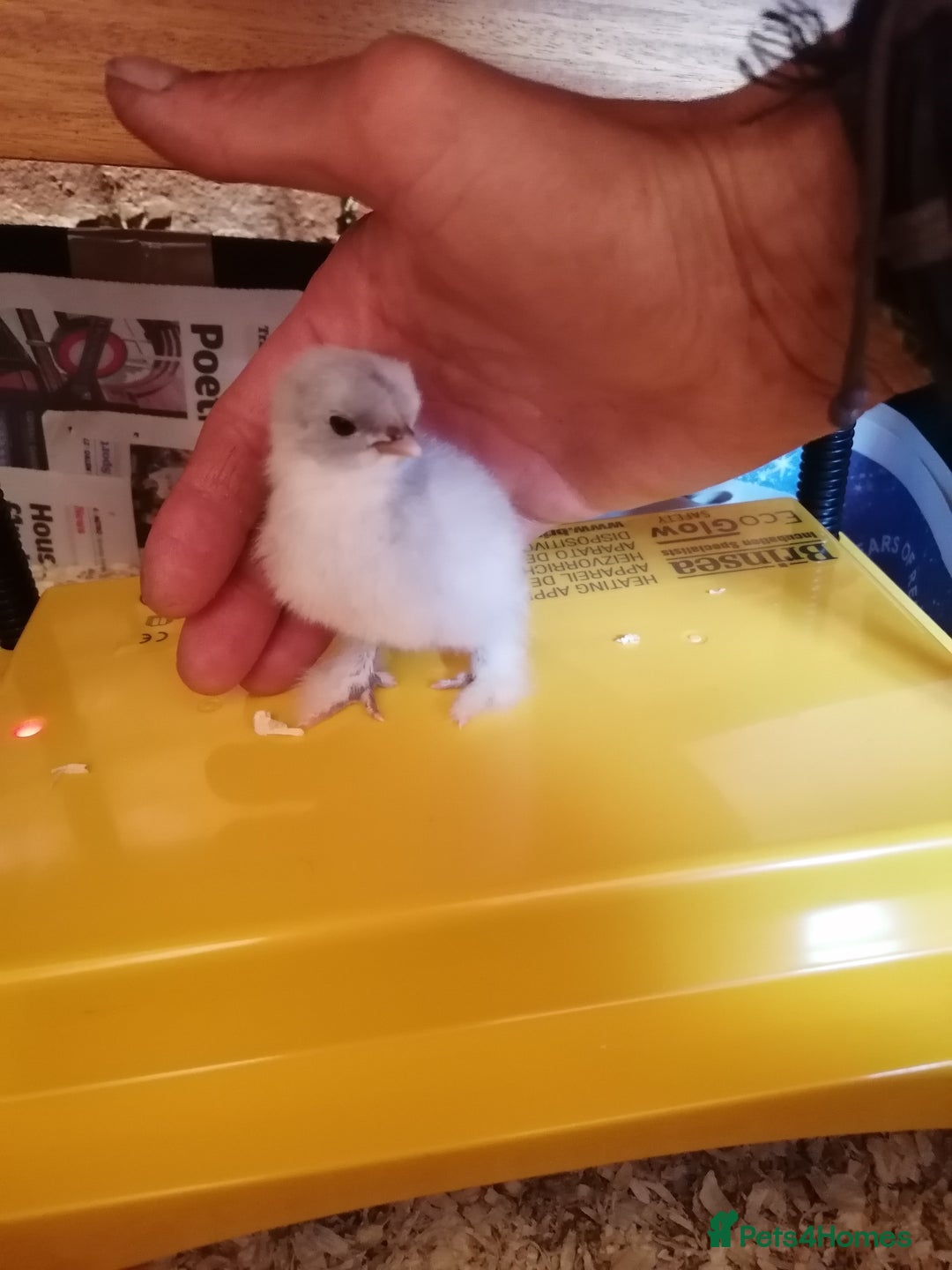 Chickens poultry for sale: Chicks & fertile eggs - Pekin, Polish, Serama in Wantage - Image 8