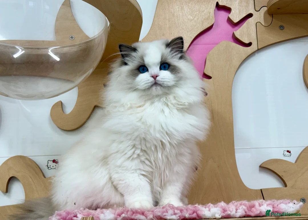 Ragdoll cats for sale: SOLD TO USA  - Advert 5