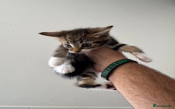 Mixed Breed cats for sale: European shorthair tabby cross kittens available.  - Image 8