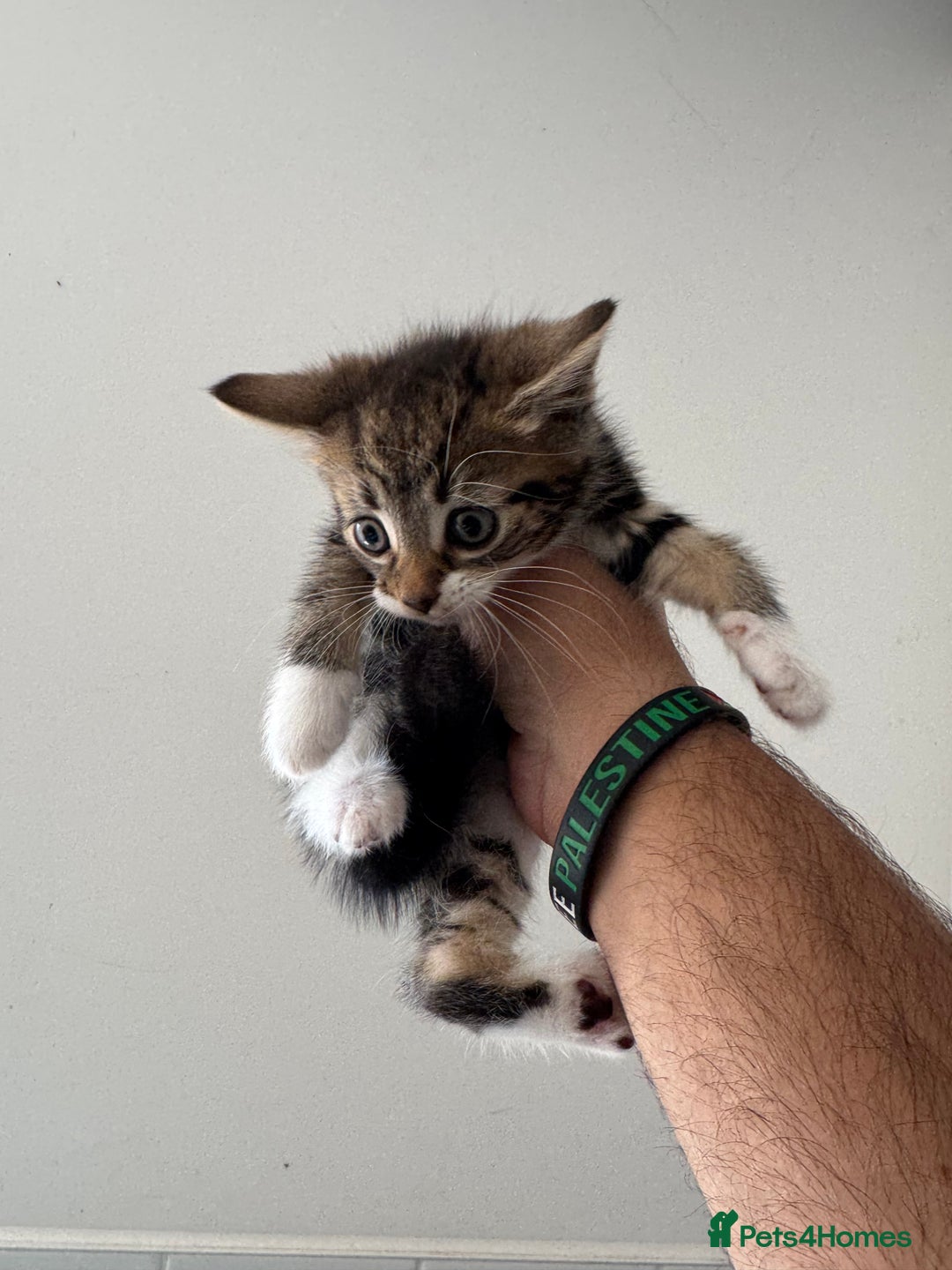 Mixed Breed cats for sale: European shorthair tabby cross kittens available.  - Image 8