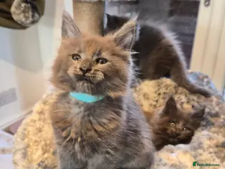 Maine Coon cats Maine coon pedigree kittens - Advert 3