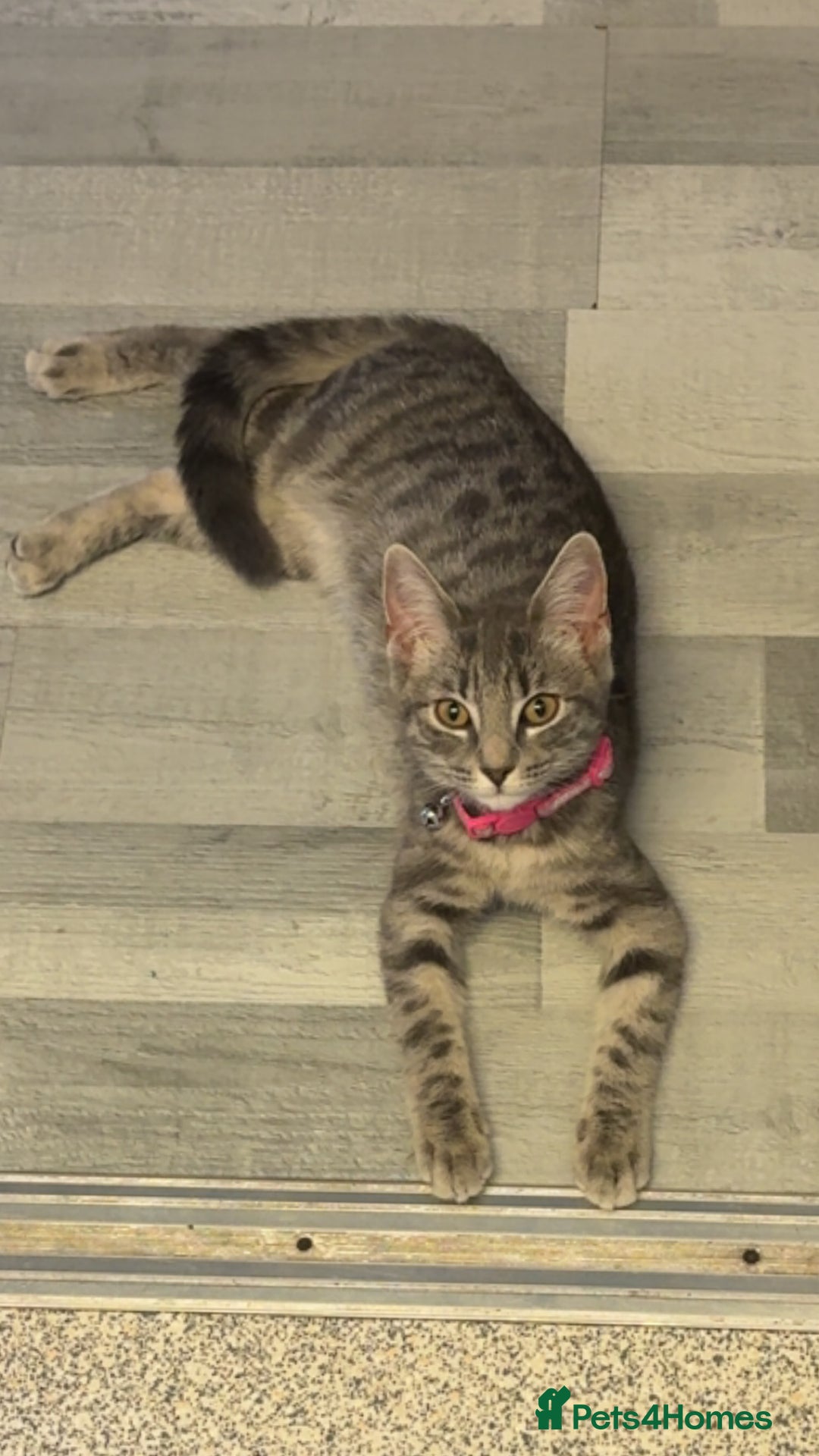 British Shorthair cats for sale: 2 kittens  - Image 2