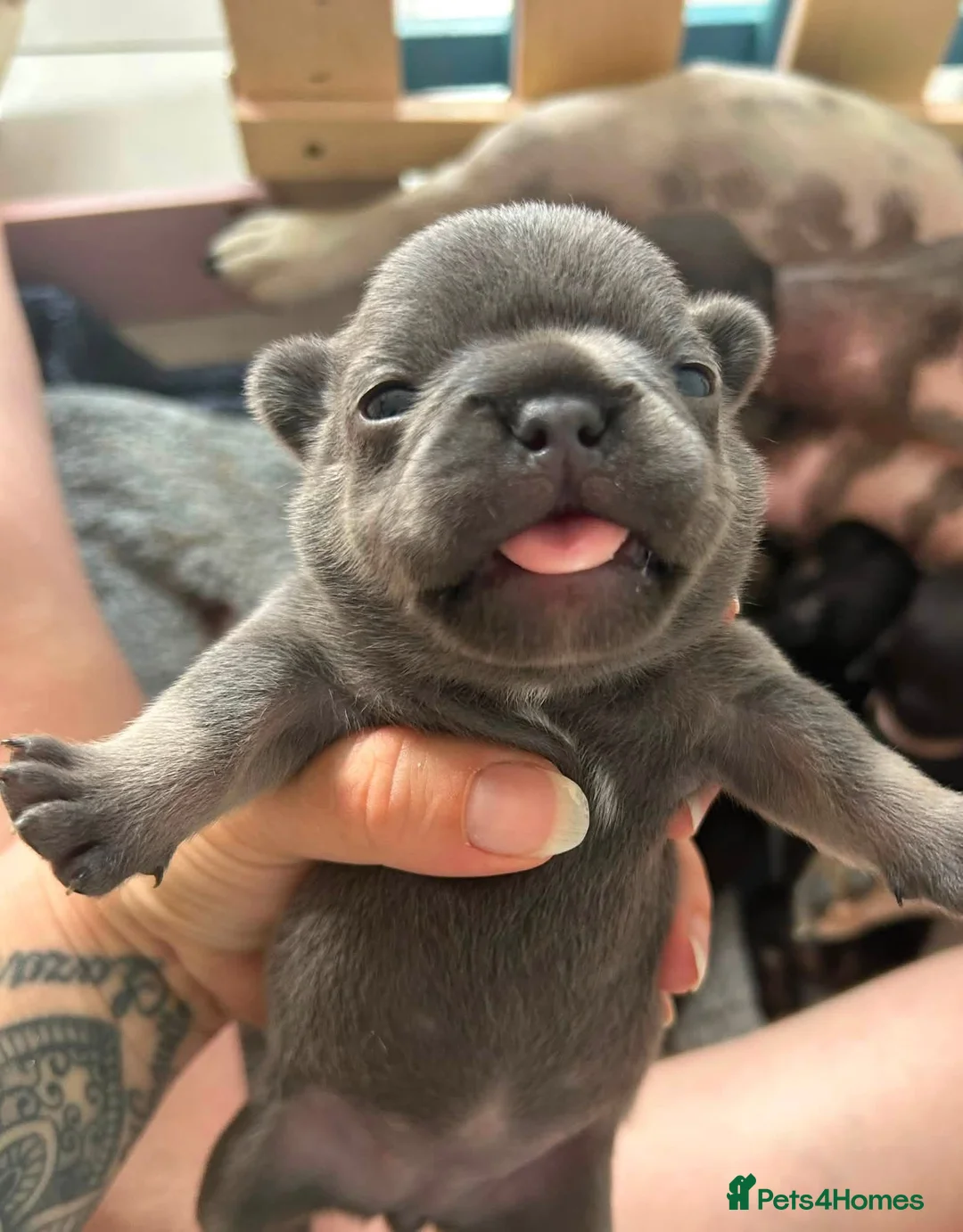 French Bulldog dogs for sale: 8 newborn frenchies  - Advert 2