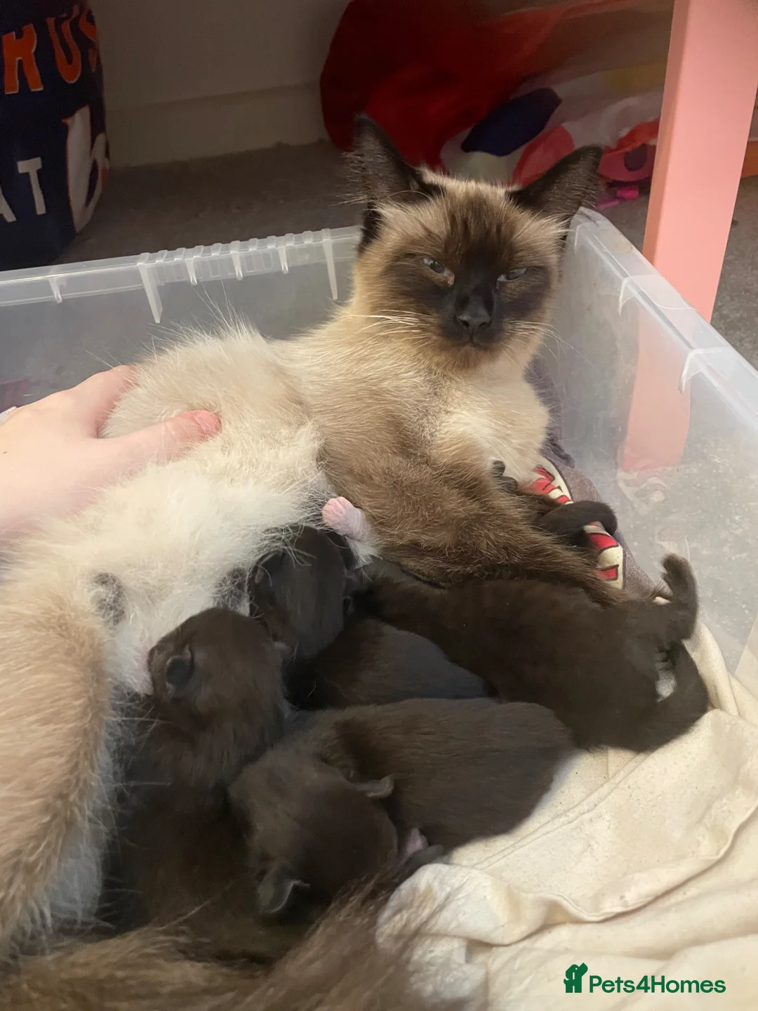 Ragdoll cats for sale: Ragdoll mix  - Advert 1