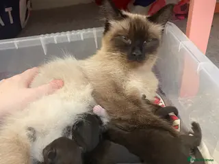 Ragdoll cats Ragdoll mix - Advert 4