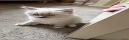 Siamese cats for sale: Siamese/ragdoll cross  in Rochdale - Advert 6