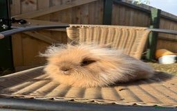 Lionhead rabbits for sale: Pure bred double maned chocolate torte lionhead  - Image 3