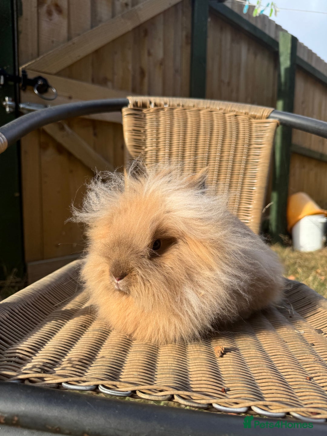 Lionhead rabbits for sale: Pure bred double maned chocolate torte lionhead  - Image 3