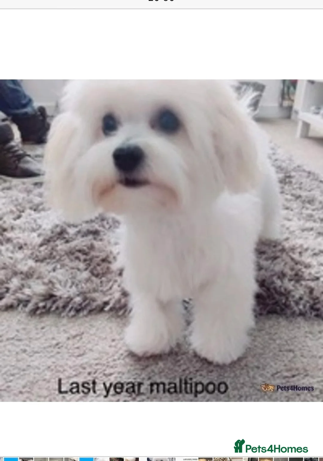 Maltese dogs for stud: Gorgeous Maltese At STUD in Coventry - Advert 9