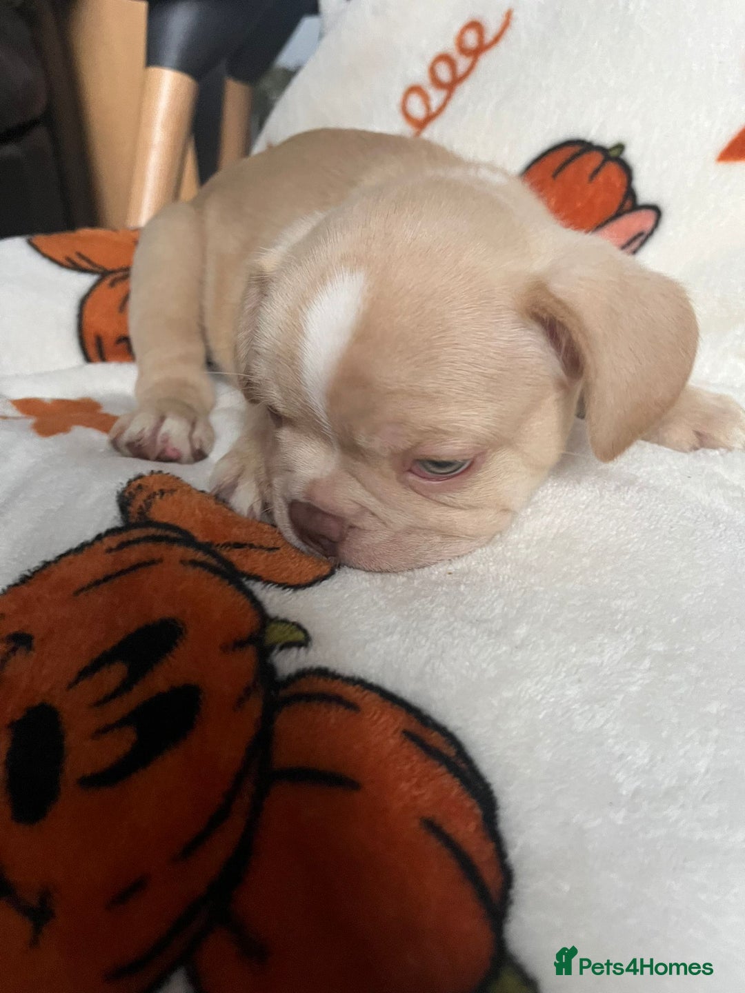 French Bulldog dogs for sale: TOP QUALITY FRENCH BULLDOGS  - Image 4