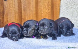 Staffordshire Bull Terrier dogs for sale: TEDDY BEAR STAFFS 🧸 NOW AVAILABLE 😍😍 - Image 1