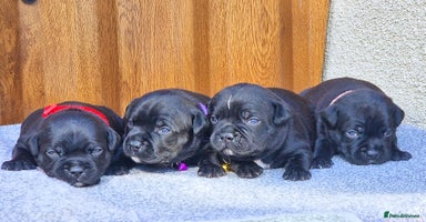 Staffordshire Bull Terrier dogs - Advert 15