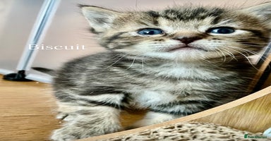 Maine Coon cats - Advert 11