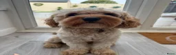 Cavapoo dogs for adoption: BEAR FOSTER TO ADOPT-Cornwall/Devon/SomersetBorder - Advert 27