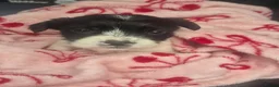 Jack Russell dogs for sale: Little jack russel puppies - Advert 2