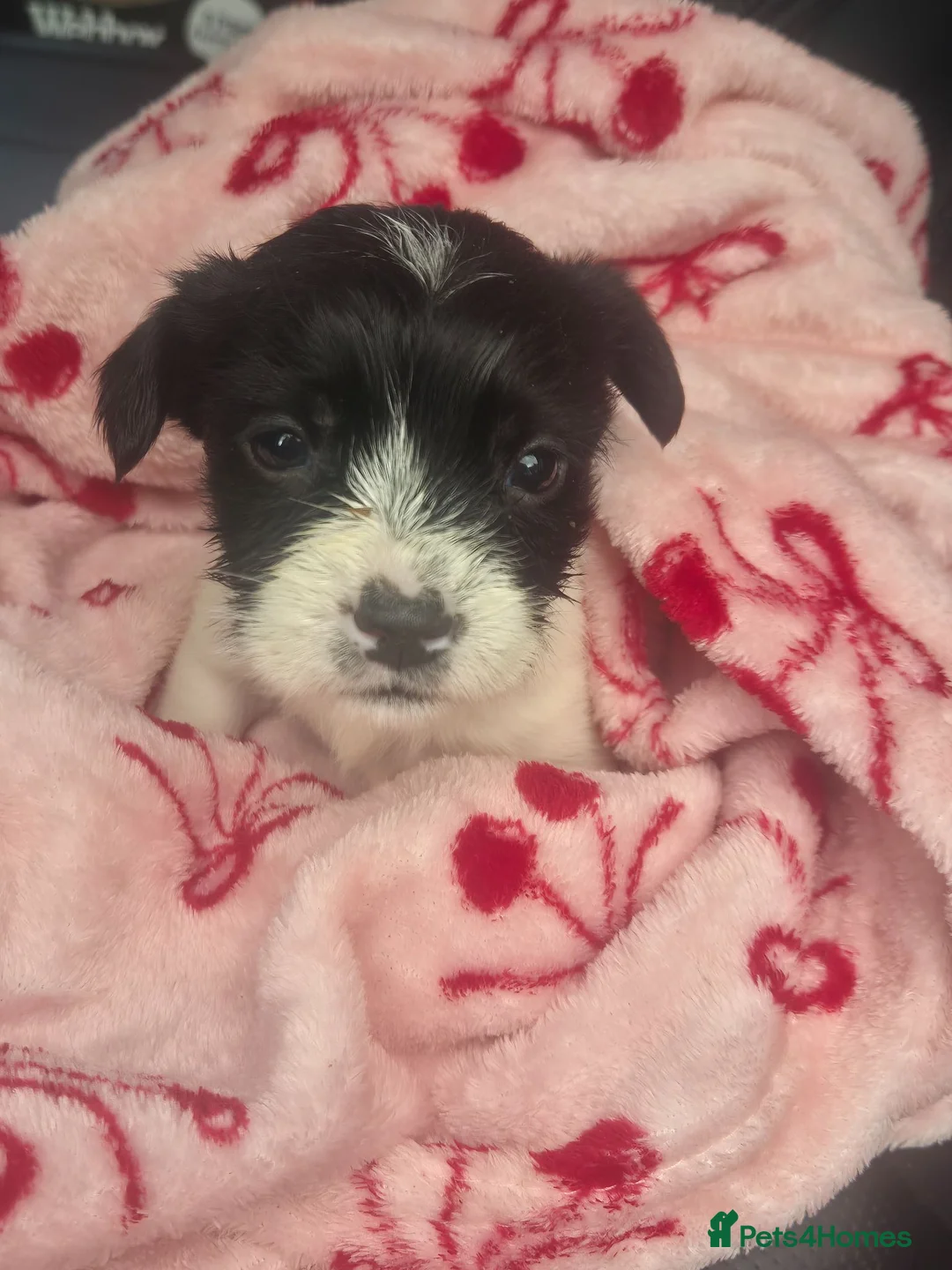 Jack Russell dogs for sale: Little jack russel puppies - Advert 2